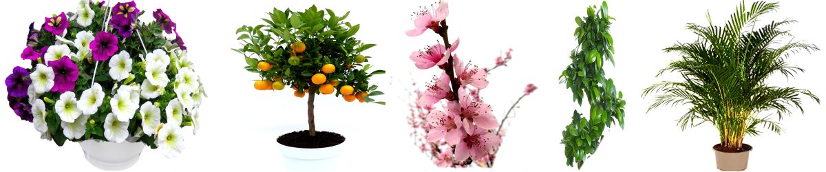 Pflanzenversand bei www.online-blumen-versand.de - Gartenblumen, Balkonpflanzen, Obstbume und Strucher hier online bestellen & weltweit versenden (Lieferservice-Pflanzen)
